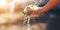 Woman Hands giving whole sugar peas wash under water outdoor. Very short depth-of-field