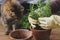 Woman hands in gloves potting rosemary plant in new pot and cute tabby cat helping on background of fresh basil plant in room.