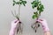 Woman hands in gloves showing clear root of houseplant rose, ready of transplanting into a pot