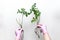 Woman hands in gloves showing clear root of houseplant rose, ready of transplanting into a pot