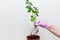 Woman hands in gloves showing clear root of houseplant rose, ready of transplanting into a pot