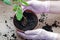 Woman hands in gloves transplanting houseplant rose into a new pot