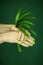 Woman hands with green nail polish holding some tropical leaves