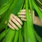 Woman hands with green nail polish holding some tropical leaves