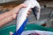 Woman hands gutting and cleaning pike fish