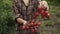 Woman hands hold in the palms of ripe cherry tomatoes with drops of water on farm in sunset light. Summer food harvest, close up