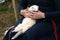 Woman hands holding adorable white ferret outdoors. Furry silver ferret sleeping on woman knees outside