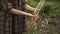 Woman hands holding a bunch of fresh organic carrots vegetables