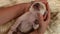 Woman hands holding and caressing newborn puppy dog