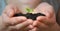 Woman hands holding Little seedling in black soil. Earth day and Ecology concept.