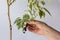 Woman hands holding offshoot with root separated from the main tree after being in bag with moss to plant it