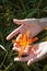 Woman hands holding an orange lilium flower