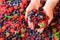 Woman hands holding organic fresh berries against the background of strawberry, blueberry, blackberries, currant, mint