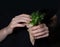 Woman hands holding paper package full of fresh sunflower and peas microgreens sprouts