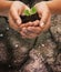 Woman hands holding plant in soil