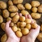 Woman hands holding raw new potatoes, healthy country food ingredients