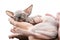 Woman hands holding sleeping kitten of Canadian Sphynx Cat on white background