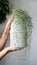 Woman hands holding a Spanish moss Tillandsia usneoides in white ceramic vase