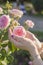 Woman hands holding a tender pink rose