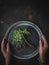 Woman hands holding vintage metal plate with elderberries. Overhead shot