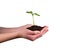 Woman hands holding young plant