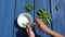 Woman hands hulled peas white bowl blue wooden background. 4K