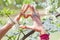 Woman hands with lot of rings and bracelets in heart symbol gesture in front cherry blossom closeup