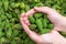 Woman hands with many green young fir spruce cones. Seasonal harvest for making jam as alternative medicine remedy. Freshly