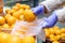 Woman hands in medical gloves chooses fresh oranges folding in a disposable plastic bag in supermarket.Protective against