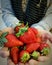 Woman hands oferring red strawberries