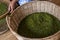 Woman hands over green raw pepper and separates black pepper from red for further drying. Black pepper plants growing on