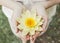 Woman hands palms hold tenderly large picked yellow water lily blossom.