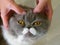 Woman hands pet and massage on the head of gray and white adorable cat over wooden background