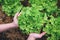 Woman hands picking green lettuce in vegetable garden