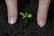 Woman hands planting Little seedling in black soil. Earth day and Ecology concept.