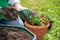 Woman hands potting geranium flowers