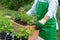 Woman hands potting geranium flowers