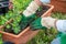 Woman hands potting geranium flowers