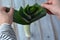 Woman hands prepare a leek vegetable