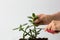 Woman hands pruning branches of crassula ovata for cutting on the white background