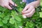 Woman hands pruning faded roses