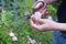 Woman hands pruning faded roses