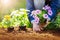 Woman hands putting seedling flowers into the black soil