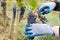 Woman hands with scissors cutting grapes bunches in grape harvesting time