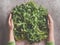 Woman hands shaping fresh herbs to circle on dark concrete background. Cooking preparation with healthy ingredients. Food concept