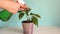 Woman hands spraying leaves of green plant with water. Taking care of indoor home plants