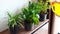 Woman Hands Spraying a Water on Houseplants in Flower Pots by Yellow Sprayer