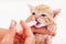 Woman hands with syringe feeding a cute rescue kitten