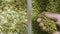 Woman hands taking handful of mung dal or golden gram and green sprouts in natural light