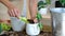 Woman hands transplants a potted houseplant philodendron brasil into a new ground in a white pot with a face. Potted plant care,